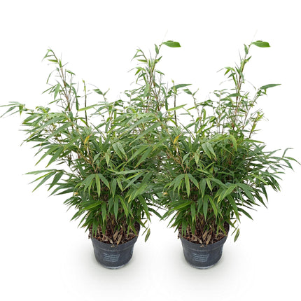 Fargesia robusta Pingwu - Ikke-invasiv bambus - ↕80cm - Ø23cm - 2x