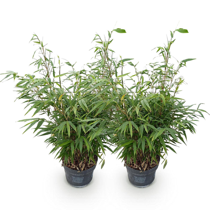 Fargesia robusta Pingwu - Niet Woekerende Bamboe - ↕80cm - Ø23cm - 2x