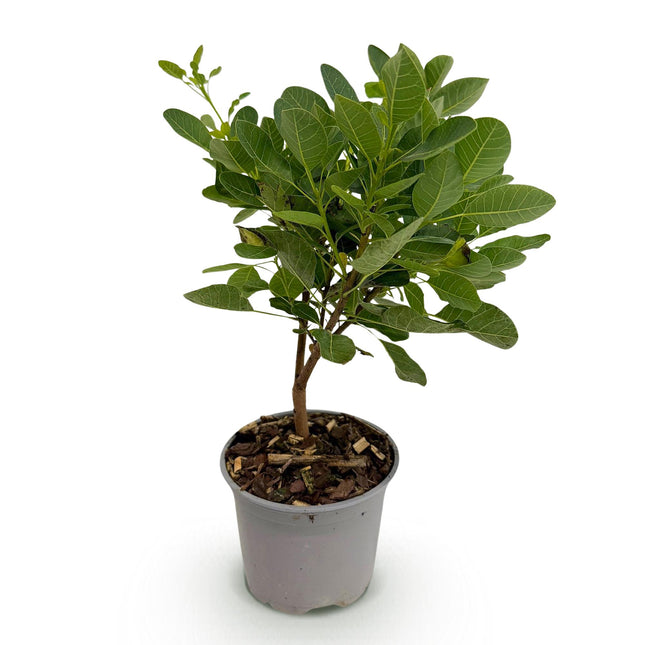 Cotinus coggygria Ung Dame - Røget Træ - Grøn - ↕35cm - Ø12cm