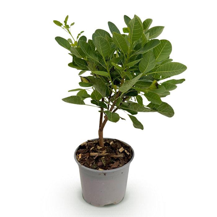 Cotinus coggygria Young Lady - Smoke Tree - Green - ↕35cm - Ø12cm