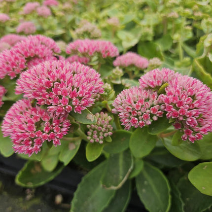 Sedum 'Herbstfreude' - Sky Key - ↕10-25cm - Ø9cm - 24x