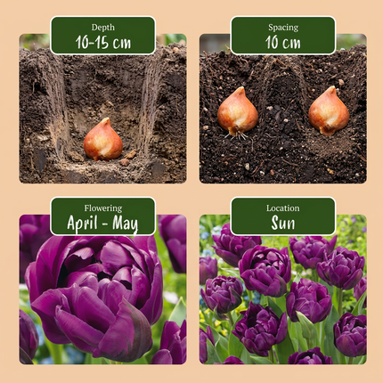 24x Tulipa Double Lilac - Bloembollen - Dubbele lila tulp - Paars - Voorjaarsbloeier - Bolmaat 11/12