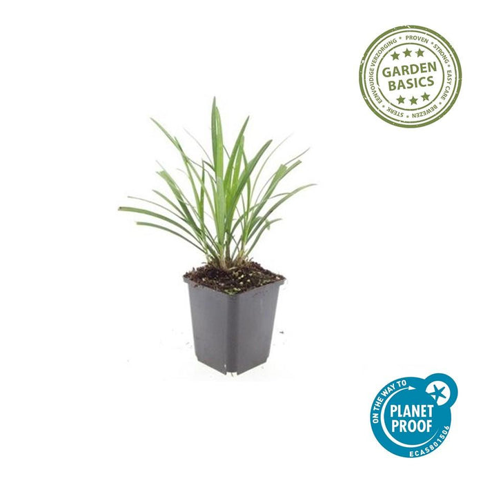 Liriope muscari 'Ingwersen' - Leliegras - ↕10-25cm - Ø9cm - 12x