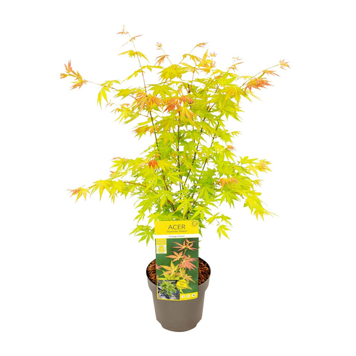 Acer Palmatum Orange Dream - ↕50cm - Ø19cm