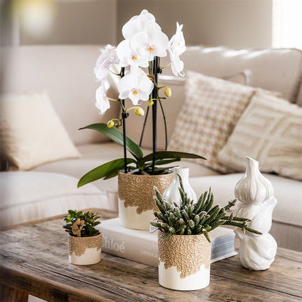 Storczyki kolibri | Biała orchidea z wodospadu Niagara + doniczka dekoracyjna z piaskiem Bloom – Ø12 cm