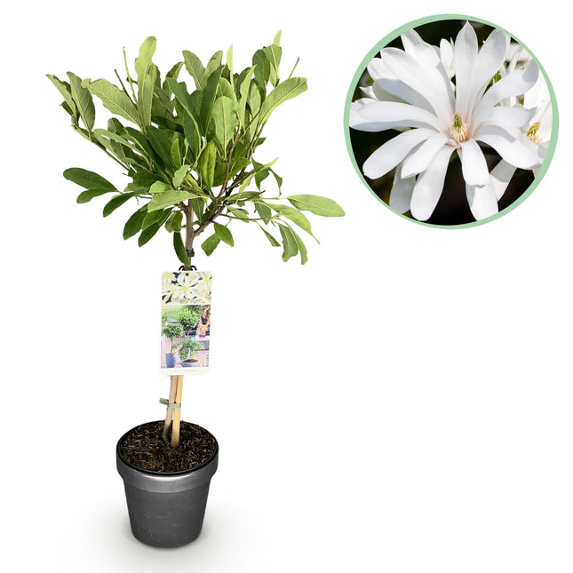 Magnolia stellata - Fiore bianco - ↕90cm - Ø19cm