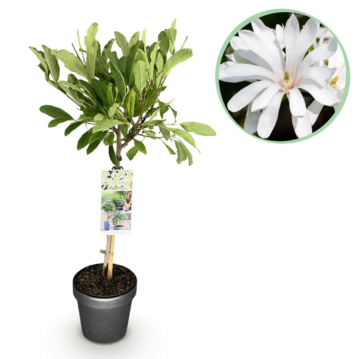 Magnolia stellata -Terras Plant - Bladverliezend - Winterhard - Witte Bloem - Pot 19cm Hoogte 90cm