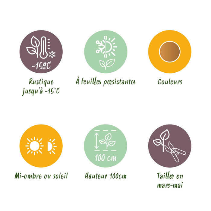 Nandina Gulfstream - Oranje - 2 Planten - Groenblijvend - Weinig Onderhoud - Pot 17cm Hoogte 45cm