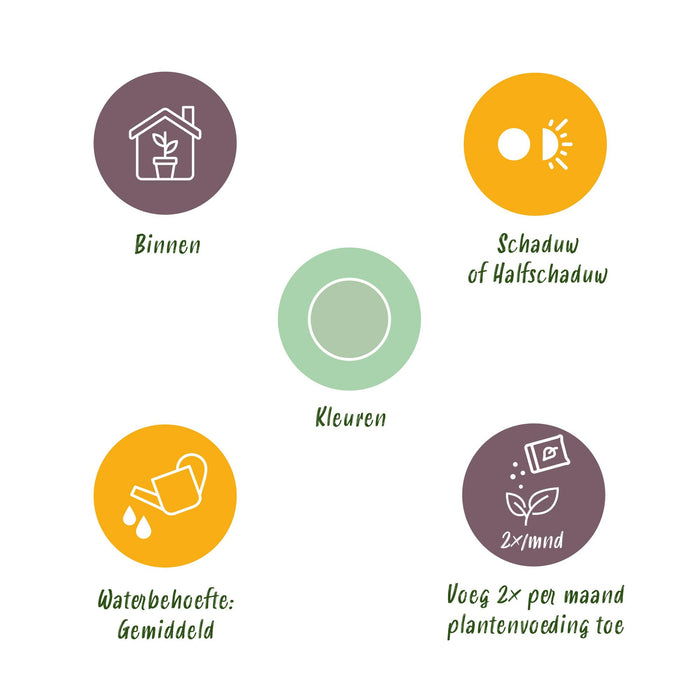 Aglaonema Silver Bay - Zilverblad - ↕70-75cm - Ø17cm - 2x