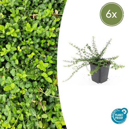 Euonymus fortunei 'Minimus' - Japanse Kardinaalsmuts - ↕10-25cm - Ø9cm - 6x