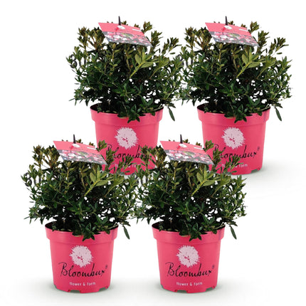 Dwerg Rhododendron - Rhododendron Bloombux Magenta - Bloeiende Buxus - Roze Bloem - ↕30-40cm - Ø17cm - 4x