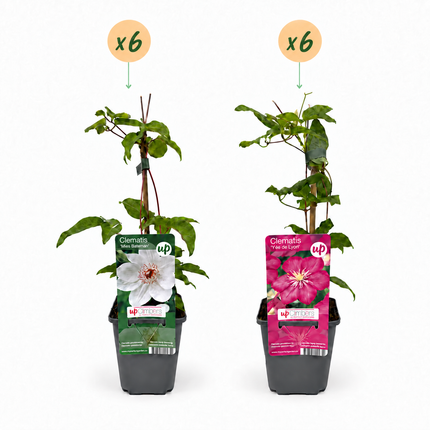 Clematis Duo Pink & White - Bosrank 12x - Wit - Roze - Klimplant - Ø9cm - ↕35cm