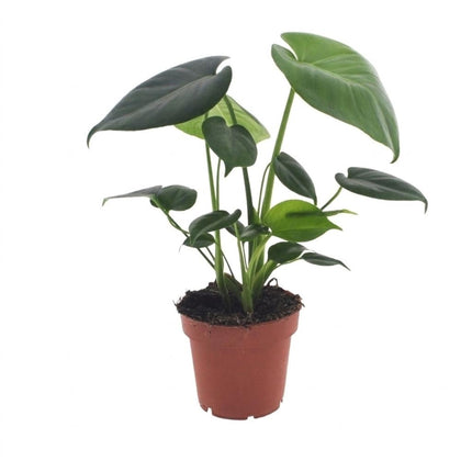 Monstera Deliciosa - Gatenplant - Pot 12cm - Hoogte - 30cm