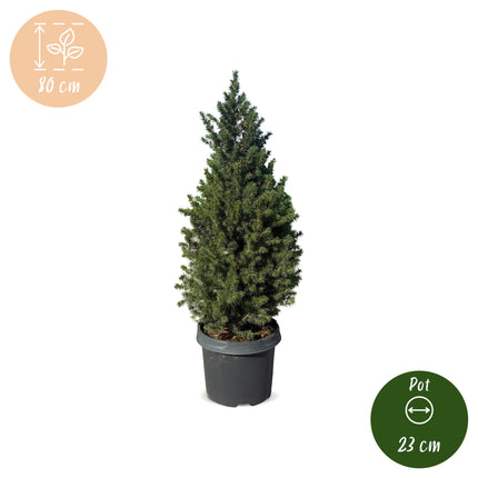 2x Picea glauca Conica - Kegelspar - Groen - Kerstboom - Ø23cm - ↕80cm