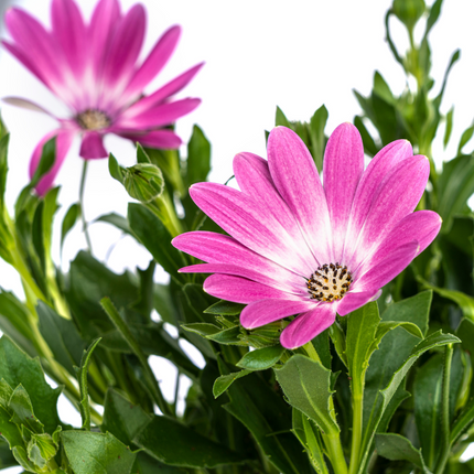 Marguerite espagnole - Osteospermum ecklonis Rose - ↕20cm - Ø12cm - 8x