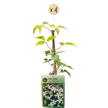 Clematis mont. 'Wilsonii' - Bergclematis 4x - Wit - Klimplant - Ø9cm - ↕35cm