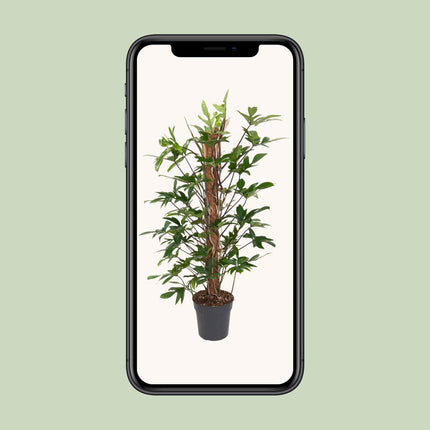 Philodendron Pedatum - ↕120cm - Ø24cm