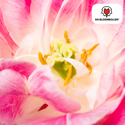 Columbus Tulip Bulbs – 20 Pieces | KH Bloembollen® | Pink-White Double Peony Tulip – Elegant & Full – For Garden or Pot – Size 11/12 – Fresh from the Grower!