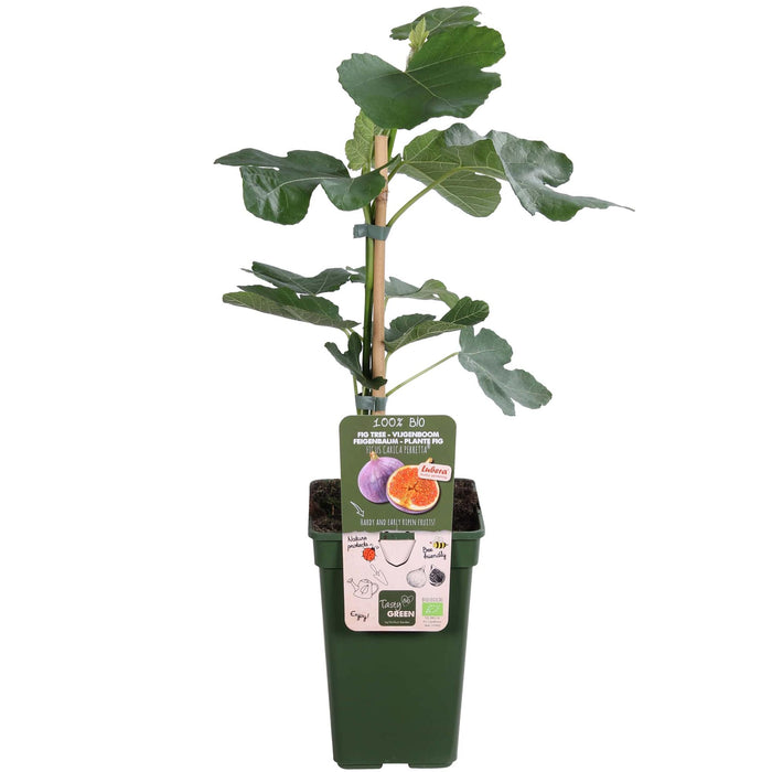 Ficus Gustissimo Perretta - ↕50cm - Ø19cm