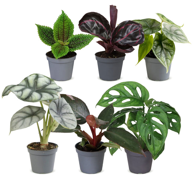 Babyplant-djungelmix - Diverse 6x - Tropisk - Ø6cm - ↕10-15cm