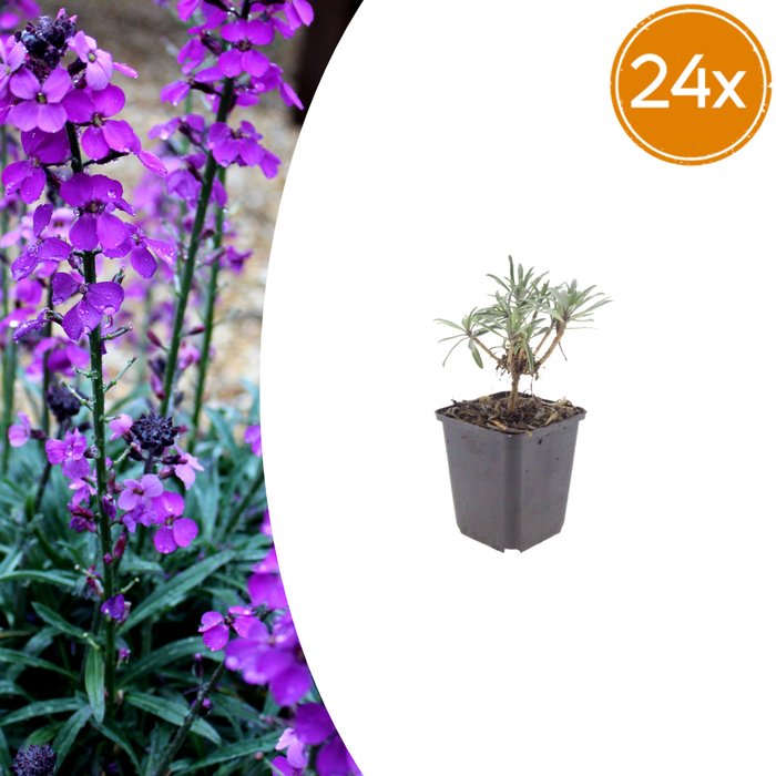 24x Erysimum 'Bowles' Mauve' - ↕10-25cm - Ø9cm