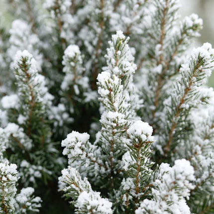 4x Picea glauca Conica - Kegelspar - Groen - Wit - Kerstboom - incl. jute zak - Ø17cm - ↕65cm
