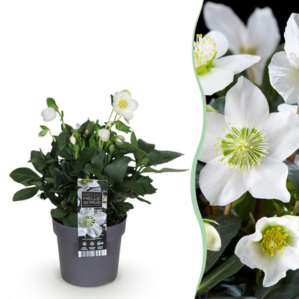 Kerstroos - Helleborus Christmas Carol  - Witte Bloem - ↕30cm - Ø14cm