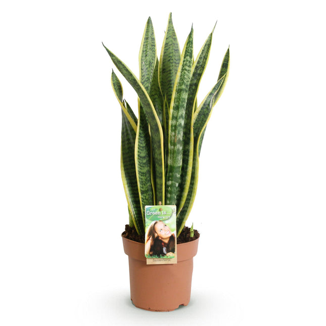 Sansevieria Laurentii - Snake Plant - ↕60-70cm - Ø17cm