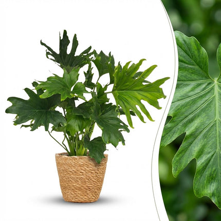 Philodendron Lickety split - met Mand - ↕70cm - Ø19cm