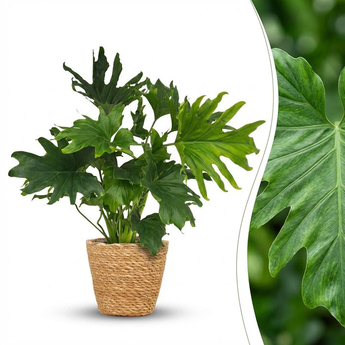 Philodendron Lickety split - met Mand - ↕70cm - Ø19cm