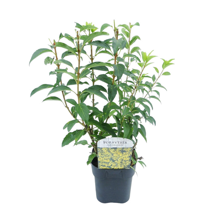 Heesters - Forsythia intermedia Goldrauch  - Bloem Geel - 1 Plant - Bladverliezend - Weinig Onderhoud - Pot 17cm Hoogte 45cm