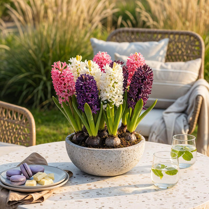 Flower Bulbs - Hyacinth Pastel Mix - Various Pastel Colors - 10 pieces - Bulb Size 14/15 - XXL Pack