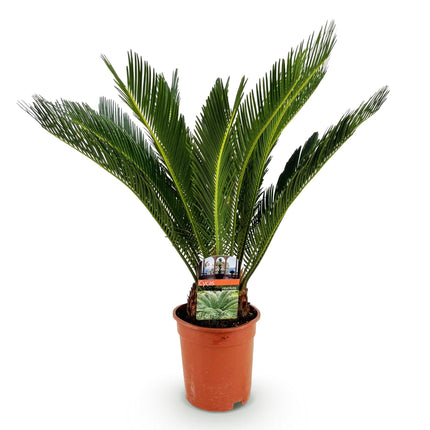 Cycas revoluta - Palm fern - ↕70cm - Ø17cm