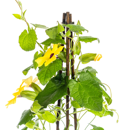 Suzanne der schönen Augen – Thunbergia alata Sunny Susy Yellow – ↕60 cm – Ø13 cm – 4x