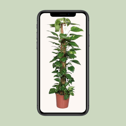 Epipremnum Pinnatum Moss stick 120cm Scindapsus - ↕120cm - Ø24cm