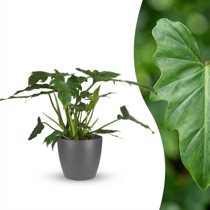 Philodendron Lacerum - met grijze pot - ↕65cm - Ø19cm