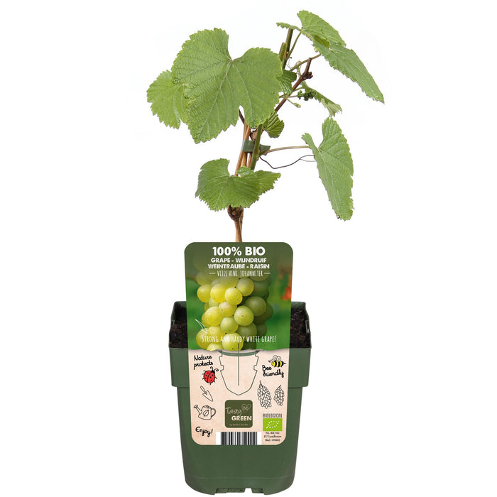Vitis Vinifera 'Johanniter' - Witte Druif - ↕45cm - Ø13cm