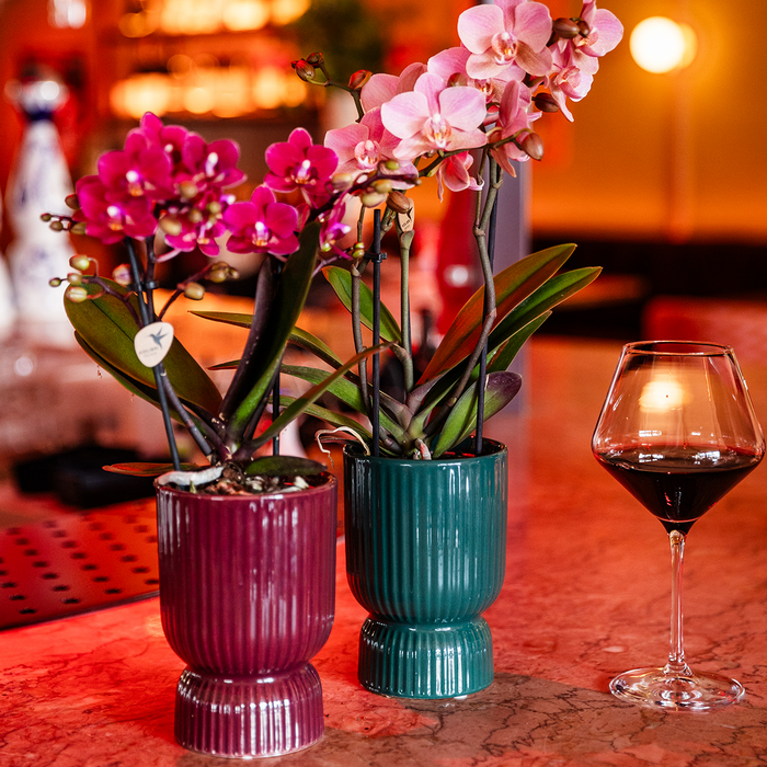 Kolibri Home | Diabolo sierpot | Ø9cm - Burgundy