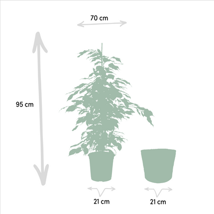 Ficus Benjamina Danielle in mand Selin - ↕95cm - Ø21cm
