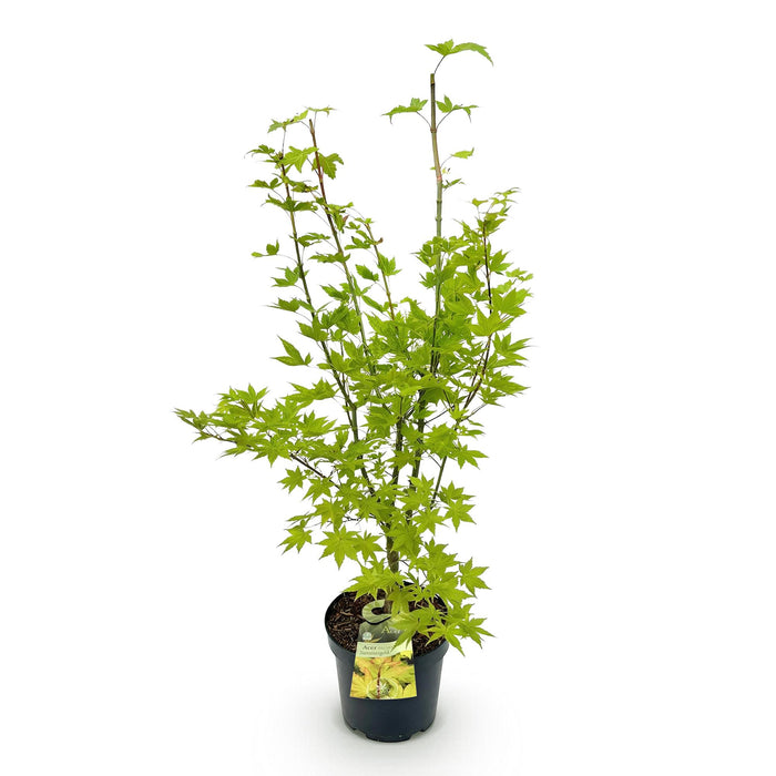 Acer palmatum Summergold - Japanse Esdoorn - Geel - ↕90cm - Ø26cm
