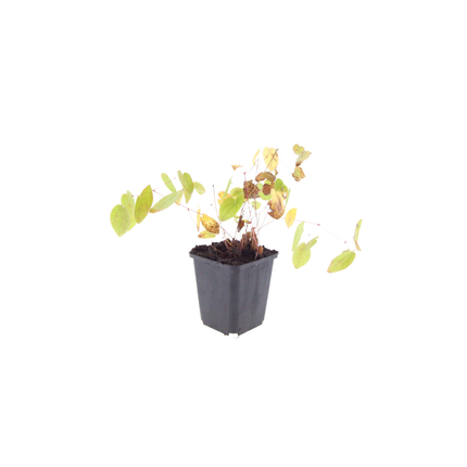 Epimedium youngianum 'Niveum' - Elfenbloem  - ↕10-25cm - Ø9cm - 48x
