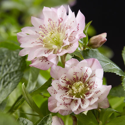 Hellébore d'Orient 'Double Ellen Pink' - Fleur rose - 2 plants - Persistant - Pot de 14 cm - Hauteur 35 cm