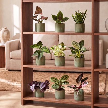 Baby Plants Surprise Box 9x - Verrassingsbox kleine planten - Diversen - Tropisch - incl. Linnea Olive - Ø6cm - ↕5-15cm