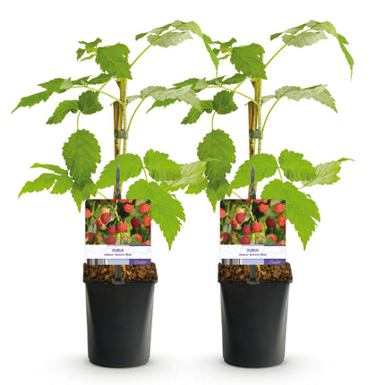 Framboos - Rubus idaeus Autumn Bliss  - Rode Framboos - ↕40cm - Ø11cm - 2x