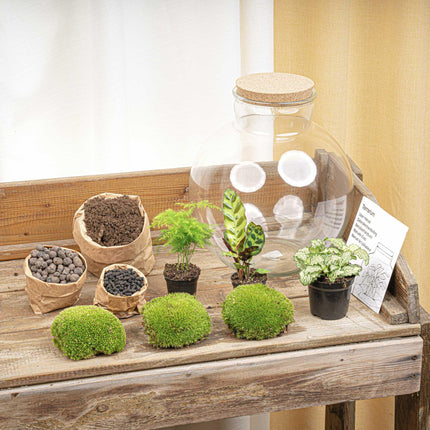 DIY Plant Terrarium (with lighting) - Bolder Bob - ↕30cm - Ø31cm