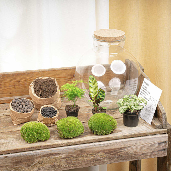 DIY Planten terrarium (met verlichting) - Bolder Bob - Ø 31 cm ↑ 30 cm
