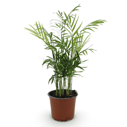 Chamaedorea Elegans - Palma Dorada - ↕15cm - Ø12cm