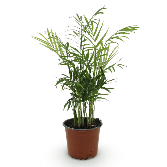 Chamaedorea Elegans - Palma dorata - ↕15cm - Ø12cm