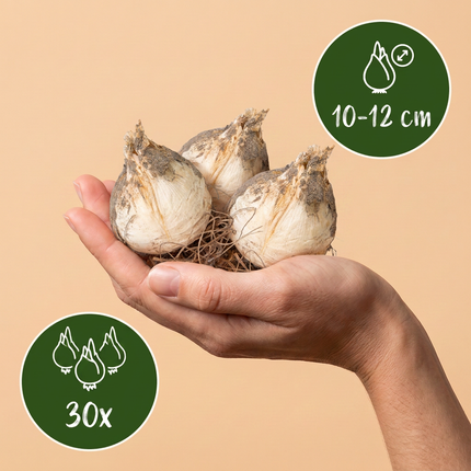 30x Allium Christophii - Bloembollen - Sterrenlook - Paars - Zomerbloeier - Bolmaat 10/12