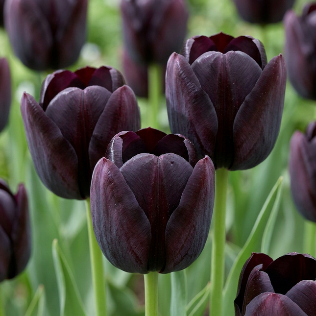 140x Tulipa Black - Bloembollen - Zwarte tulp - Zwart - Voorjaarsbloeier - Bolmaat 10/11